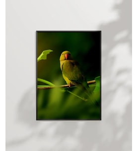 Dal Üzerinde Papağan Çifti Poster