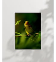 Dal Üzerinde Papağan Çifti Poster (Çok Renkli)