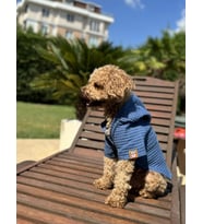 Köpek kıyafeti, Organik pamuk kumaş köpek bornozu - Mavi