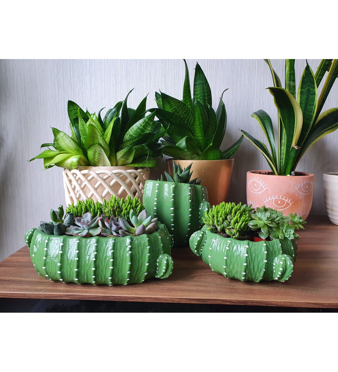 monstera wo kaufen Monstera deliciosa XXL | Online kaufen