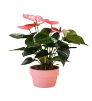 SAKSIDA PEMBE ANTORYUM
