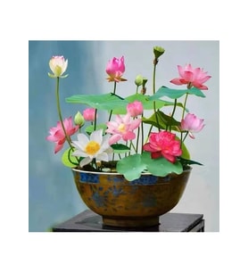 5 Adet Tahum Kutsal Uzak Doğu Lotus Çiçeği Su Çiçeği