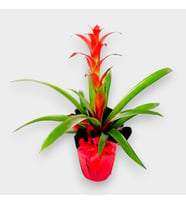 Buketli Beton Saksıda Guzmania