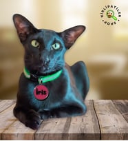 KirliPatiler Kedi Epoksi Madalyon Künye İsimlik Karekodlu