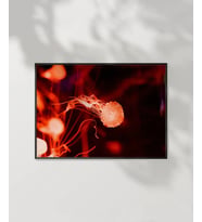 Jellyfish Bubbles Poster (Çok Renkli)