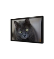 Kedi Çerçeveli Mdf Tablo