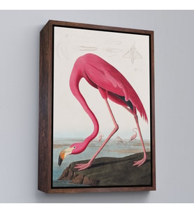 Çerçeveli John James Audubon - Amerikan Flamingo Tablosu (Beyaz)