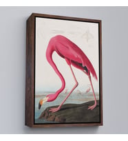 Çerçeveli John James Audubon - Amerikan Flamingo Tablosu (Beyaz)