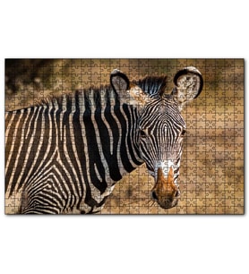 Cakapuzzle Zebra ve Muhteşem Dalgalı Şeritleri  Puzzle Yapboz MDF (Ahşap) (1000 Parça)