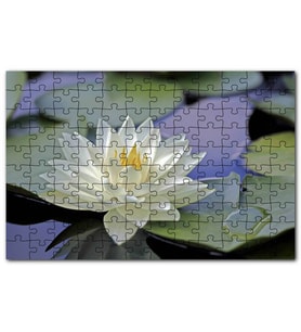 Cakapuzzle Gölde Nilüfer Çiçeği ve Yaprakları Puzzle Yapboz MDF (Ahşap) (500 Parça)