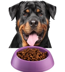 Büyük Boy Mama Kabı Su Kabı Evcil Hayvan Kedi Köpek Mama Kabı Çok Renkli 21cm Çap 1440 (Mor)