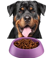 Büyük Boy Mama Kabı Su Kabı Evcil Hayvan Kedi Köpek Mama Kabı Çok Renkli 21cm Çap 1440 (Mor)