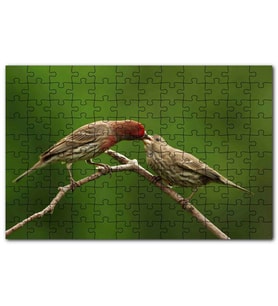 Cakapuzzle Dalda Dişisini Besleyen Saka Kuşu Puzzle Yapboz MDF (Ahşap) (255 Parça)