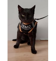 KEDİ TASMASI- İSME ÖZEL TELEFON NUMARALI (Siyah)