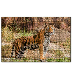 Cakapuzzle Kayalıklar ve Bengal Kaplanı  Puzzle Yapboz MDF (Ahşap) (255 Parça)