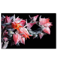 Cakapuzzle Kırmızı Bardak Çiçekleri Karanlık Arkaplan Puzzle Yapboz MDF (Ahşap) (500 Parça)