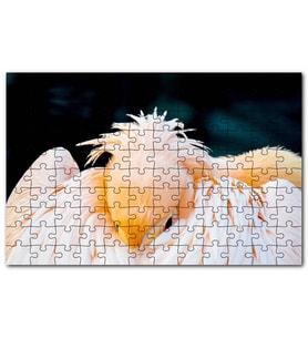 Cakapuzzle Kanatları Arasına Gömülmüş Pelikan Görsel Puzzle Yapboz MDF (Ahşap) (1000 Parça)