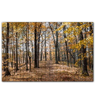 Cakapuzzle Sonbahar Renklerinde Orman  Puzzle Yapboz MDF (Ahşap) (500 Parça)