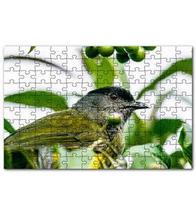 Cakapuzzle Gri Sarı Kuş ve Dalda Yeşil Meyveler Puzzle Yapboz MDF (Ahşap) (1000 Parça)