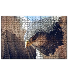 Cakapuzzle Süzülen Kartal Yakın Plan  Puzzle Yapboz MDF (Ahşap) (500 Parça)