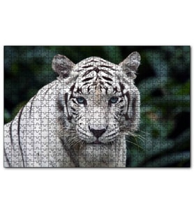 Cakapuzzle Beyaz Kaplan Hayvanat Bahçesinde  Puzzle Yapboz MDF (Ahşap) (255 Parça)