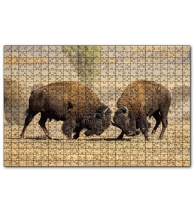 Cakapuzzle Çayırda Gövde Gösterisindeki Bizonlar  Puzzle Yapboz MDF (Ahşap) (500 Parça)