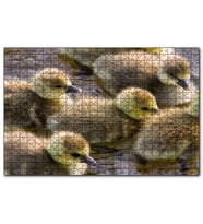 Cakapuzzle Gölde Yüzen Sarı Ördek Yavruları  Puzzle Yapboz MDF (Ahşap) (500 Parça)