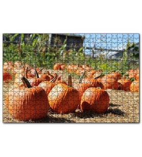 Cakapuzzle Tarlada Toplanmayı Bekleyen Kabaklar  Puzzle Yapboz MDF (Ahşap) (500 Parça)
