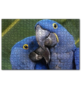 Cakapuzzle Mavi Macaw Papağanları Çift  Puzzle Yapboz MDF (Ahşap) (255 Parça)