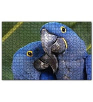 Cakapuzzle Mavi Macaw Papağanları Çift  Puzzle Yapboz MDF (Ahşap) (255 Parça)