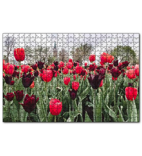 Cakapuzzle Turuncu Ve Mor Laleler  Puzzle Yapboz MDF (Ahşap) (500 Parça)