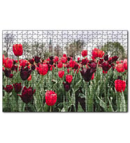 Cakapuzzle Turuncu Ve Mor Laleler  Puzzle Yapboz MDF (Ahşap) (500 Parça)