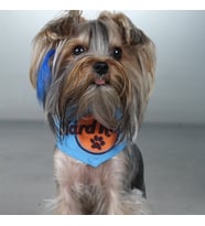 Hard Rock Desenli Penye Şal Kedi Köpek Kıyafeti (Mavi)