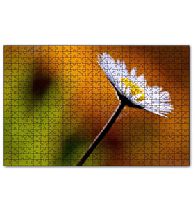 Cakapuzzle Örümcek Ağlı Beyaz Papatya Görseli  Puzzle Yapboz MDF (Ahşap) (1000 Parça)