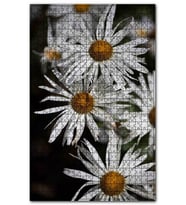 Cakapuzzle Dev Beyaz Papatyalar Puzzle Yapboz MDF (Ahşap) (1000 Parça)