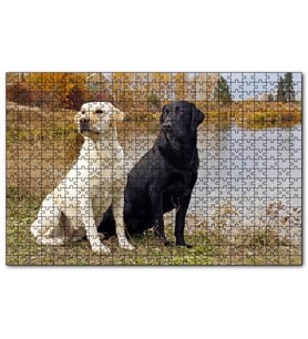 Cakapuzzle Göl Kenarındaki Beyaz ve Siyah Labradorlar  Puzzle Yapboz MDF (Ahşap) (255 Parça)