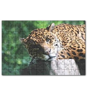 Cakapuzzle Kütüğün Üzerinde Dinlenen Leopar Çekim Puzzle Yapboz MDF (Ahşap) (1000 Parça)