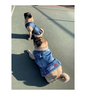 Salya Store Tickle Me; Jeans Yazlık Köpek Kot Ceket Küçük İrklar Tck-103 (Koyu Mavi)