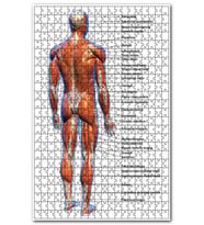 Cakapuzzle erkek kaslar etiketli anatomi şeması Puzzle Yapboz MDF (Ahşap) (500 Parça)