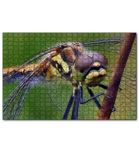 Cakapuzzle Dişi Yusufçuk Makro Çekim  Puzzle Yapboz MDF (Ahşap) (1000 Parça)