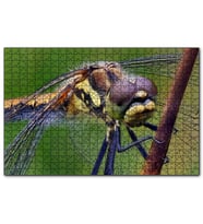 Cakapuzzle Dişi Yusufçuk Makro Çekim  Puzzle Yapboz MDF (Ahşap) (1000 Parça)