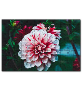Cakapuzzle Pembe Beyaz Yıldız Çiçeği Puzzle Yapboz MDF (Ahşap) (1000 Parça)
