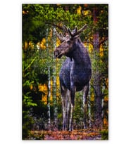 Cakapuzzle Ormandaki Geyik Puzzle Yapboz MDF (Ahşap) (500 Parça)