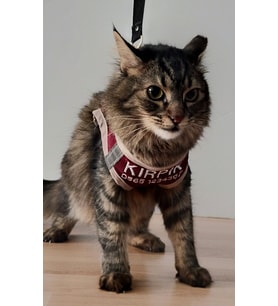 KEDİ TASMASI- İSME ÖZEL TELEFON NUMARALI (Bordo)