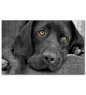 Cakapuzzle Kara Labrador, Üzgün Köpek Puzzle Yapboz MDF (Ahşap) (255 Parça)