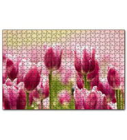 Cakapuzzle Pembe Laleler  Puzzle Yapboz MDF (Ahşap) (1000 Parça)
