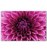 Cakapuzzle Pembe Dahlia Çiçeği Yakın Plan  Puzzle Yapboz MDF (Ahşap) (1000 Parça)
