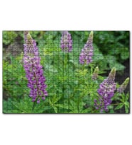 Cakapuzzle Acı Bakla Çiçeği ve Yaprakları  Puzzle Yapboz MDF (Ahşap) (255 Parça)