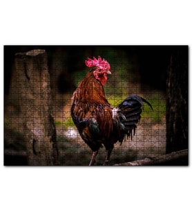 Cakapuzzle Kızıl Horoz  Puzzle Yapboz MDF (Ahşap) (500 Parça)
