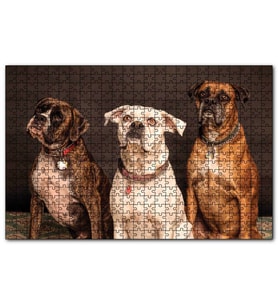 Cakapuzzle 3 Sevimli Boxer  Puzzle Yapboz MDF (Ahşap) (1000 Parça)